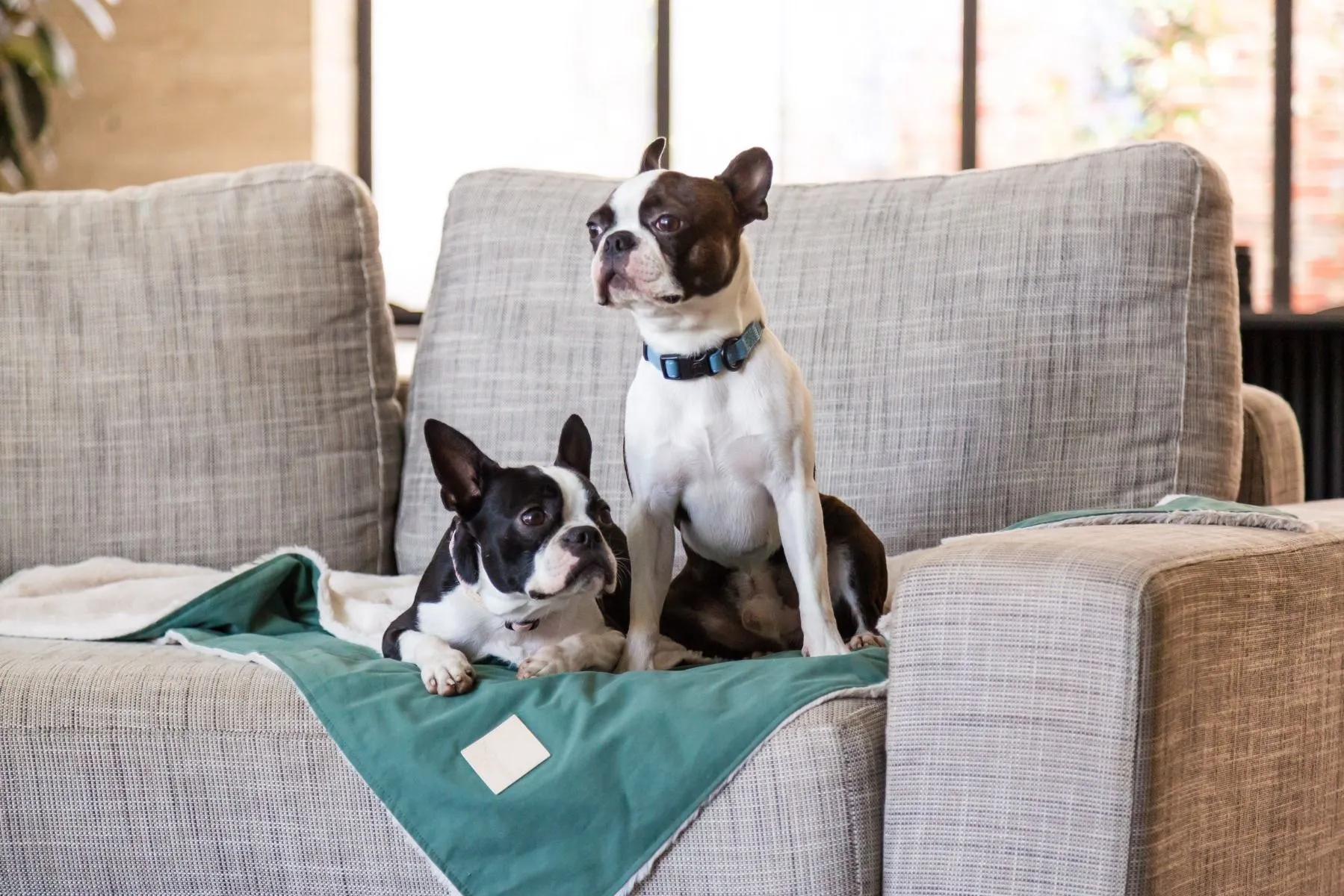 FuzzYard Life Pet Blanket - Myrtle Green (S)